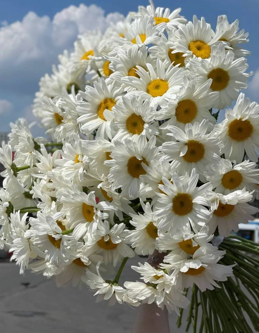 Ромашка