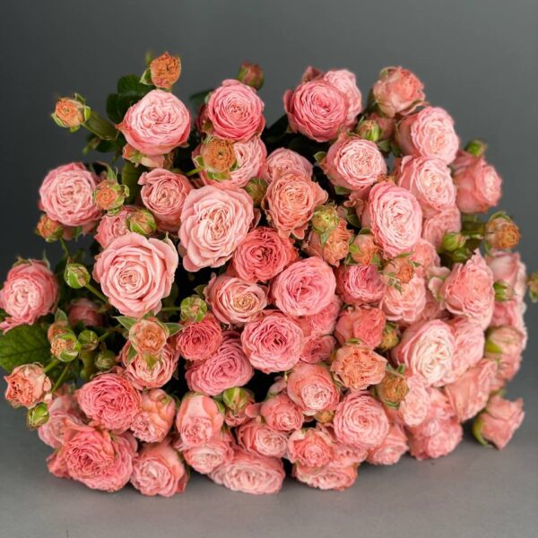 Пионовидная кустовая роза сорта «Madam Bombastic» купить с доставкой в Мытищах