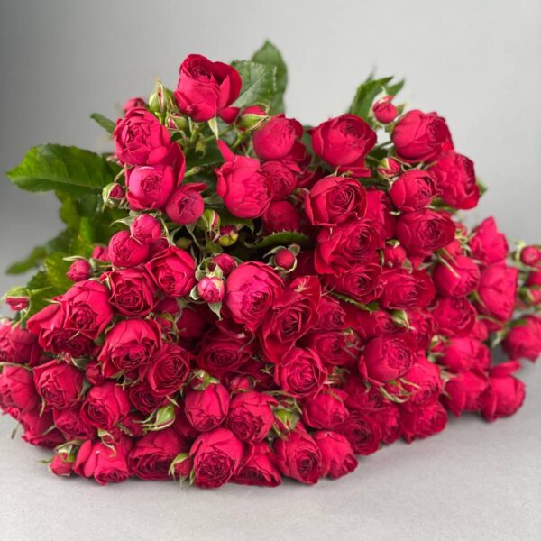 Пионовидная кустовая роза сорта «Red bubbles» купить с доставкой в Мытищах