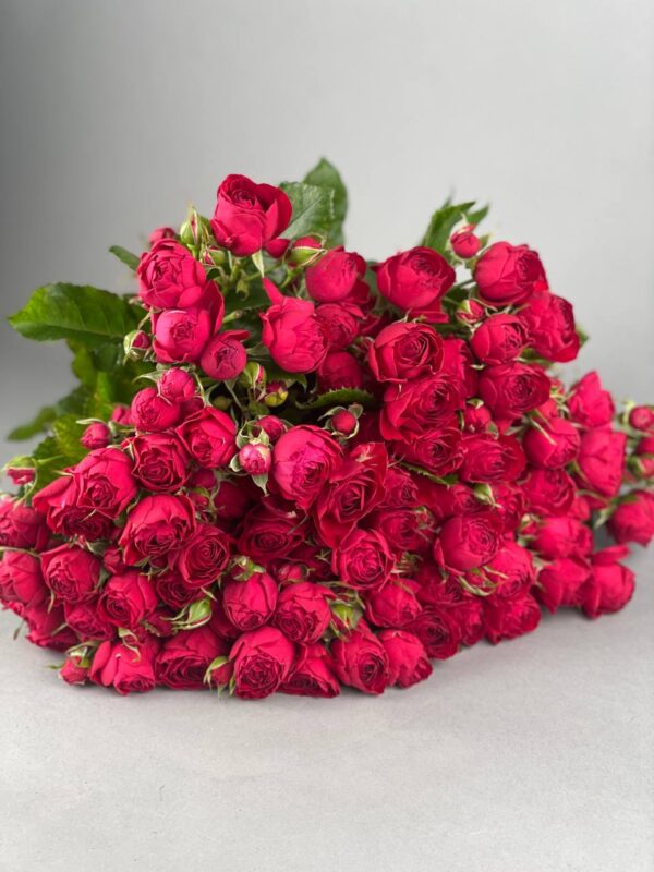 Пионовидная кустовая роза сорта «Red bubbles» купить с доставкой в Мытищах