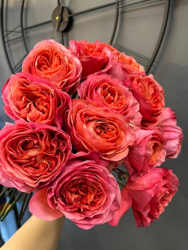 Пионовидная роза сорта «Dark X-Pression» купить с доставкой в Мытищах