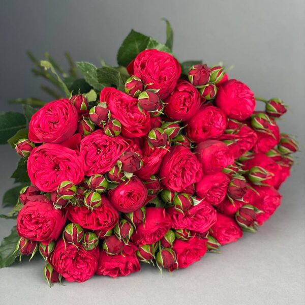Пионовидная кустовая роза сорта "Red Piano" купить с доставкой в Мытищах