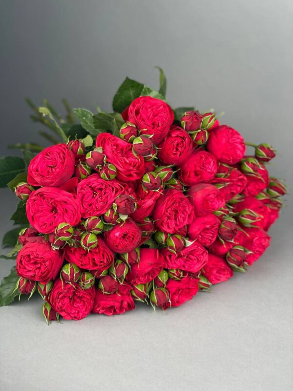 Пионовидная кустовая роза сорта "Red Piano" купить с доставкой в Мытищах