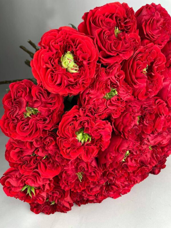 Пионовидная роза сорта «Red Monster» купить с доставкой в Мытищах
