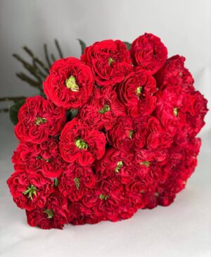 Пионовидная роза сорта «Red Monster» купить с доставкой в Мытищах