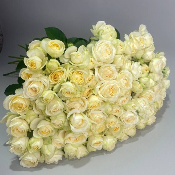 Кустовая пионовидная роза сорта «Ольга» купить с доставкой в Мытищах