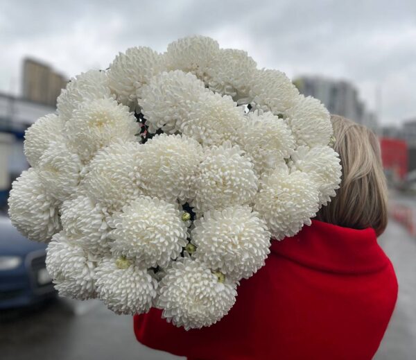 Хризантема одноголовая белая купить с доставкой в Мытищах